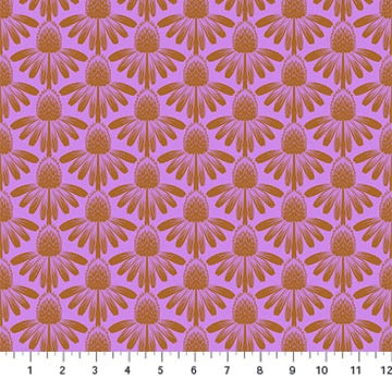 Coneflower - Taffy